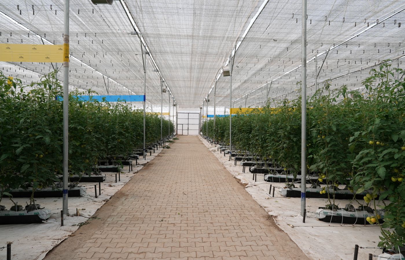 设施蔬菜栽培指导